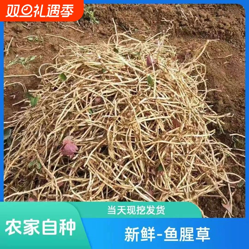 亏本发带鱼腥草折耳根新鲜泥无叶现挖嫩根 湖北特产节节根凉拌菜