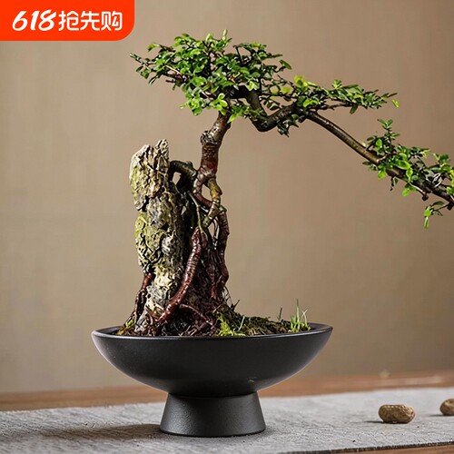 无孔花盆陶瓷家居摆件