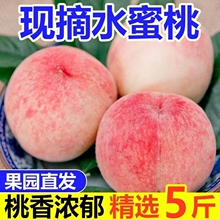 山西运城正宗水蜜桃净重4.5斤