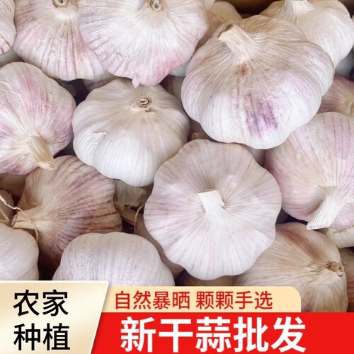 2026年精选新干蒜紫白皮大蒜头干蒜山东金乡大蒜农家自种批发