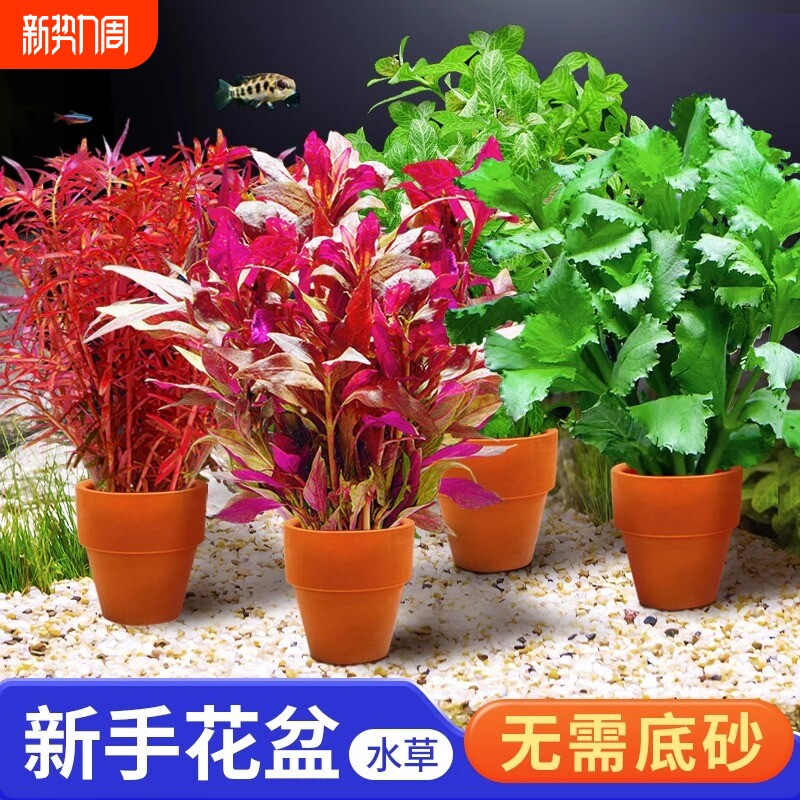 小花盆水草鱼缸造景专用绿菊水培真草阴性水草植物青竹水质套餐
