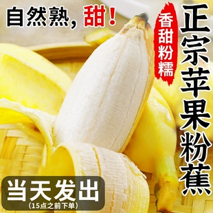 正宗苹果蕉禁止蕉绿香蕉9斤水果香甜苹果粉蕉自然熟当季小米芭蕉