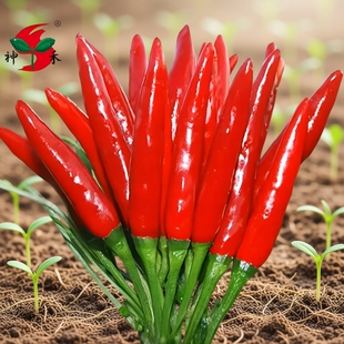 朝天椒辣椒种子神禾原种种籽辣小米椒天鹰椒春季四季蔬菜种孑菜籽