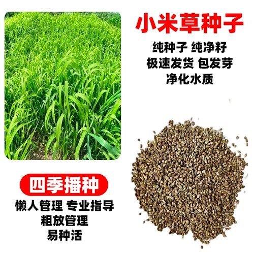 小米草种子四季高产水椑草耐水淹鱼塘养殖水草牧草种籽种植牛羊