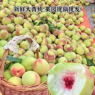 2026青皮脆蜜桃新鲜水果脆甜桃毛桃水蜜桃子当季整箱批发价现摘