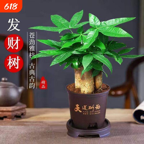 发财树小盆栽客厅室内桌面绿植四季好养步步高三杆招财树盆景阳台