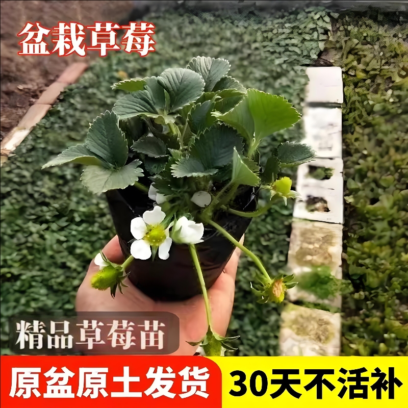 新苗当年结果奶油草莓四季结果