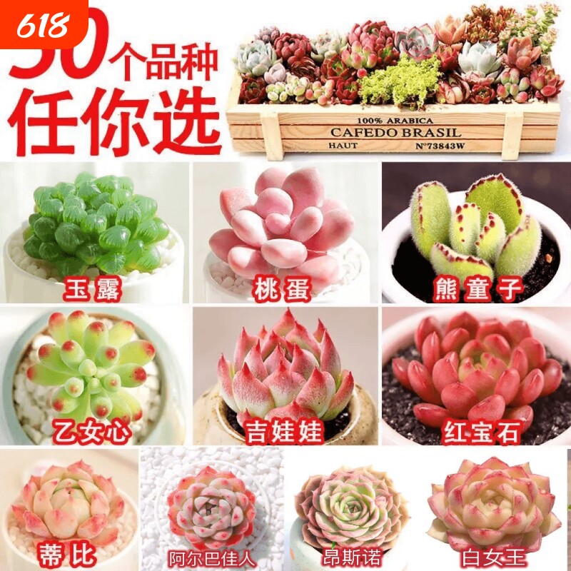 多肉 多肉植物套餐系列组合搭配花卉盆栽绿植 多肉新手入门