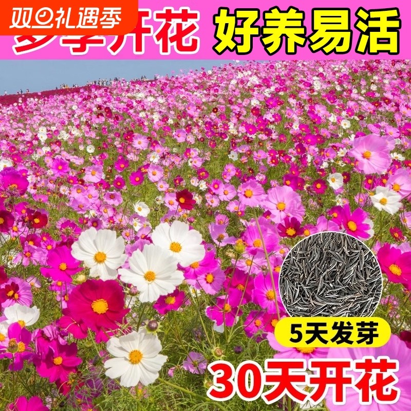 格桑花种子多季播种开花波斯菊庭院室外花卉种子七彩野花组合花籽
