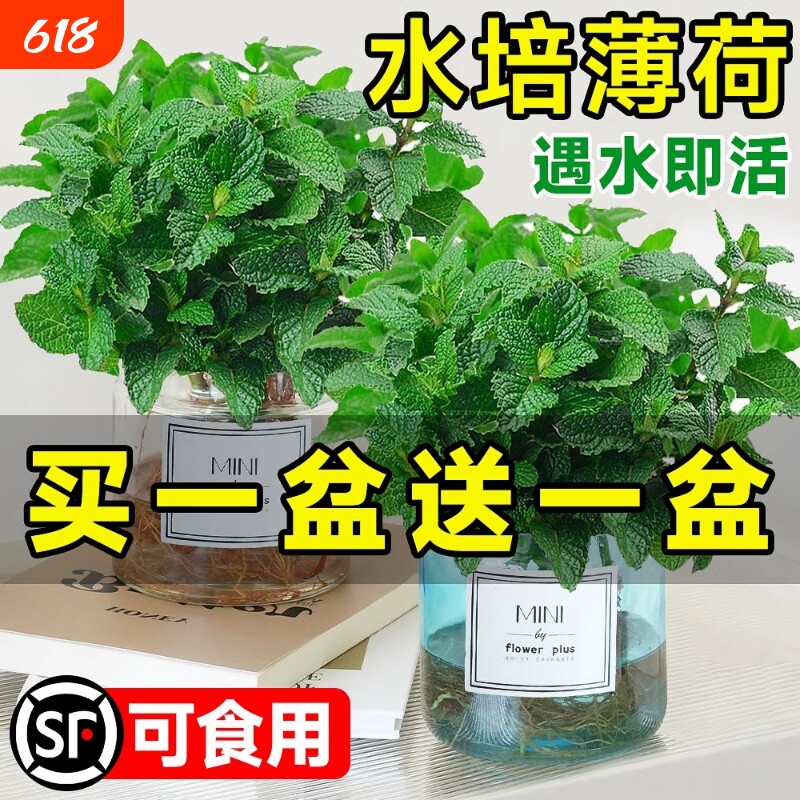 薄荷盆栽水培植物驱蚊可食用柠檬薄荷叶迷迭香室内驱蚊草绿植好养