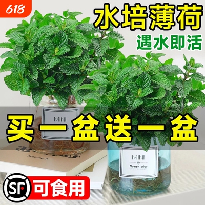 薄荷盆栽水培植物驱蚊可食用