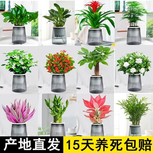 发财树富贵竹绿萝金钻净化空气盆栽水培植物办公室室内好养除甲醛