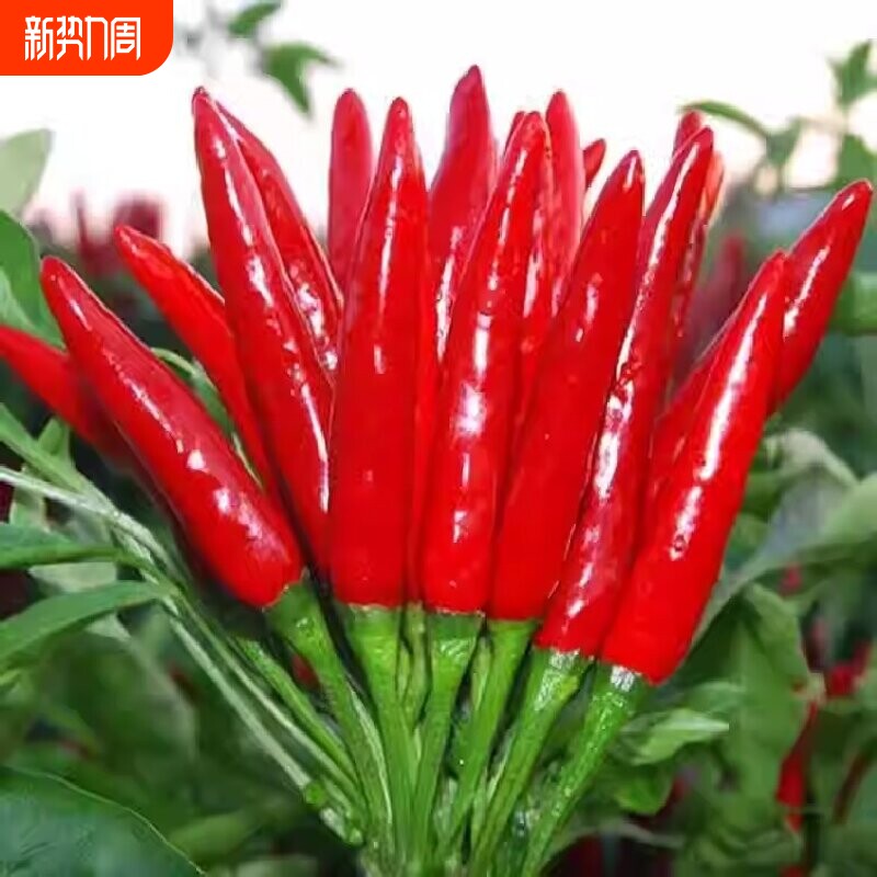 朝天辣椒种子四季小米辣椒盆栽春蔬菜大全高产种植玉米水果胡萝卜