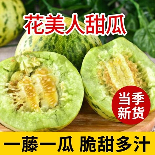 当季正宗山东花美人甜瓜新鲜水果2026现摘八里香花蕾香瓜绿宝脆甜