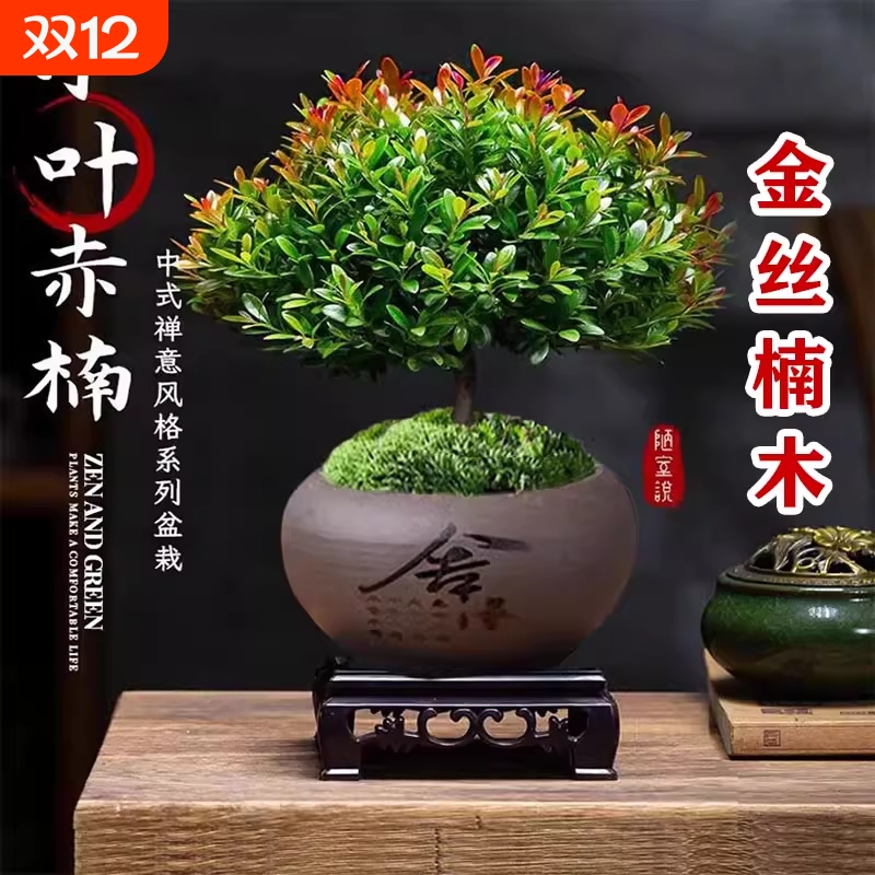 小叶赤楠盆景金丝楠木老桩盆栽苗办公室内花卉桌面小绿植四季好养