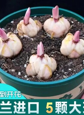 四季开花百合种球|超4.9万次加购