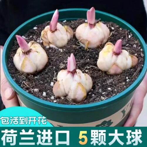 四季开花百合种球|千人回购