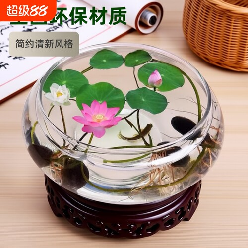 玻璃碗莲一叶莲铜钱草水仙盆