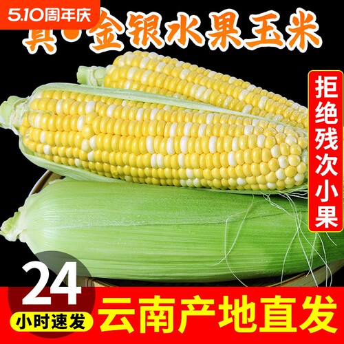 水果玉米甜脆云南高山新鲜
