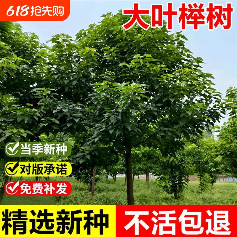 榉树种子新采大叶红榉籽庭院景观绿化护坡优质落叶乔木林木种籽