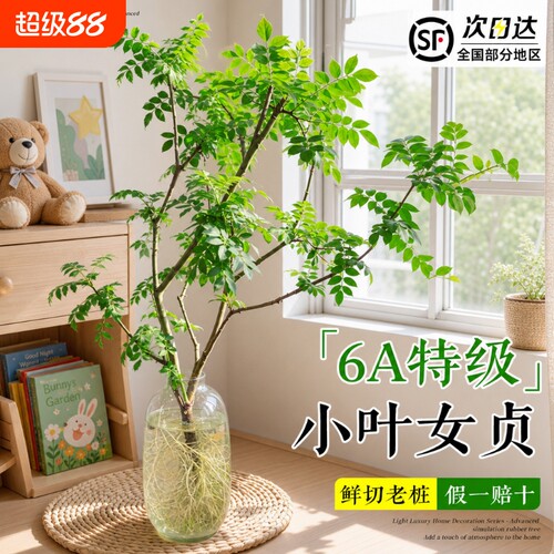 小叶女贞水培植物老桩造型树室内绿植好养活四季常青观叶观茎植物