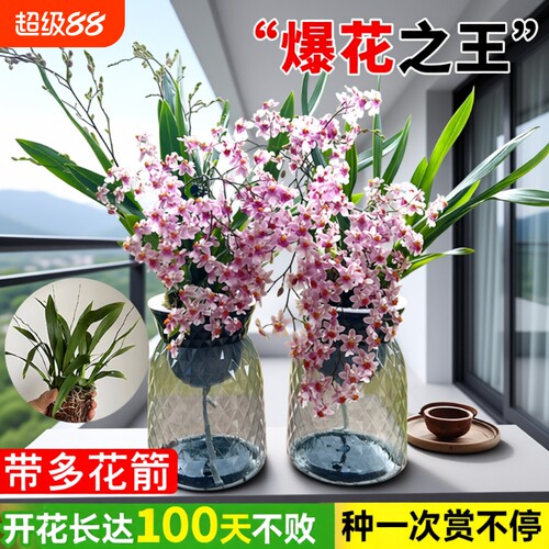 文心兰室内好养花|超1万次加购