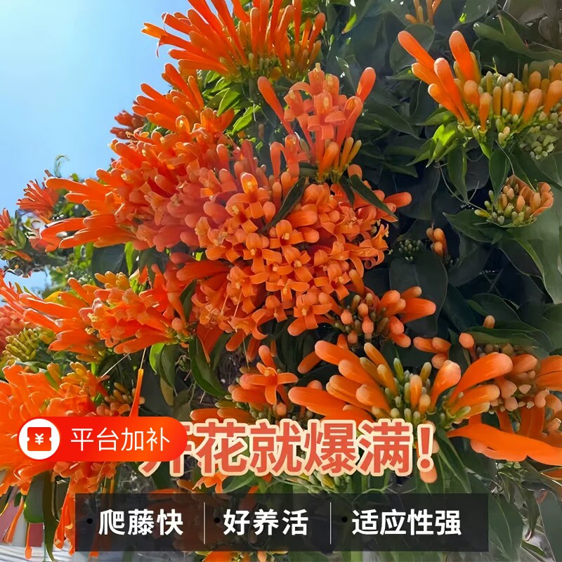 云南昆明炮仗花爬藤植物花苗鞭炮花阳台庭院垂吊攀援花卉藤本花