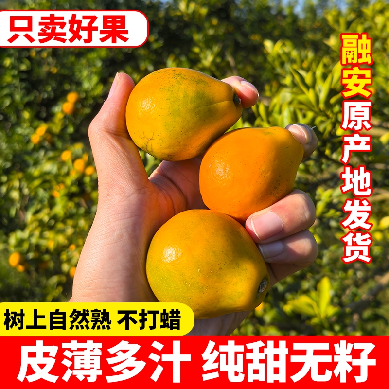 广西正宗三代脆蜜金桔金柑纯甜无籽新鲜现摘现发当季水果顺丰包邮