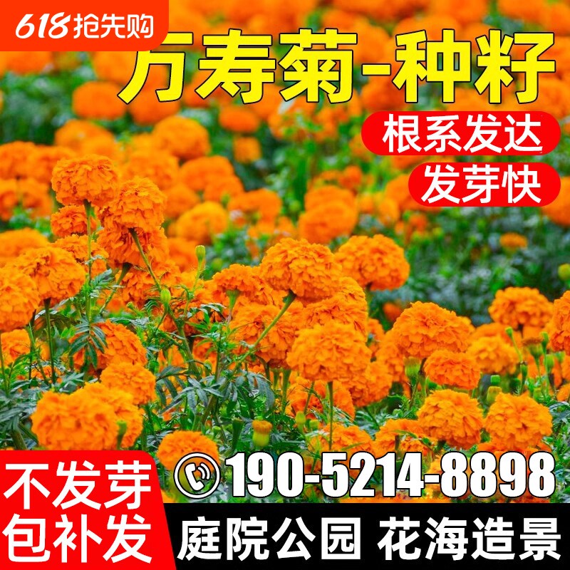 万寿菊种子四季花籽野花组合花种籽重瓣虞美人金鸡菊月见草旱金莲