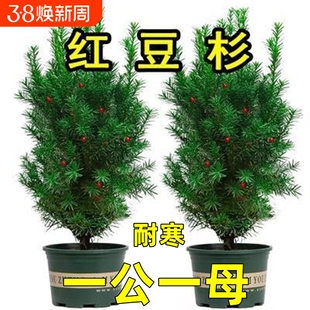 红豆杉盆栽盆景植物室内树苗公母中草药红豆杉树苗红豆杉树植物