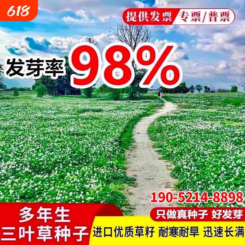 三叶草种子进口红三叶白三叶幸运草四季常青耐寒草坪草籽护坡庭院