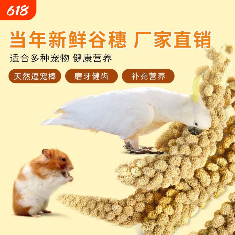 新品鹦鹉黄谷穗鸟粮鸟饲料零食天然带壳谷子仓鼠造景装饰新鲜
