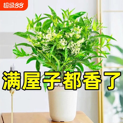 夜来香盆栽花树苗九里香带花苞花卉室内外驱蚊绿植物四季开花室外