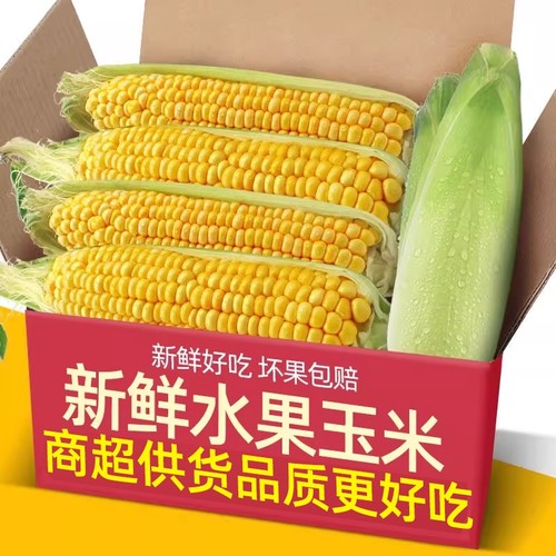 广西现摘大纯黄玉米3-5-9斤