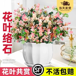 花叶络石四季花卉盆栽彩络叶吊篮五彩爬藤苗绿植植物垂吊客厅耐寒