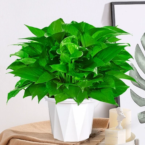 Зеленый горшечный посаженный корменный фундамент очищающий воздух в помещении.