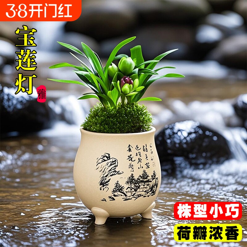 精品矮种兰花苗宝莲灯荷瓣夏带花苞室内好养浓香桌面盆栽花卉绿植