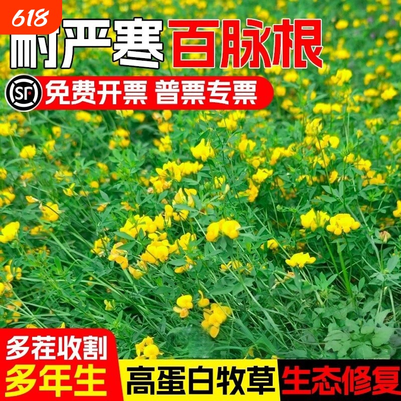 百脉根种子多年生五叶草耐寒耐贫瘠饲用牧草绿化蜜源优质草种籽