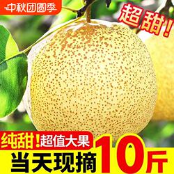 正宗砀山梨应季安徽梨子新鲜脆甜砀山酥梨整箱水果梨雪香现摘鲜果