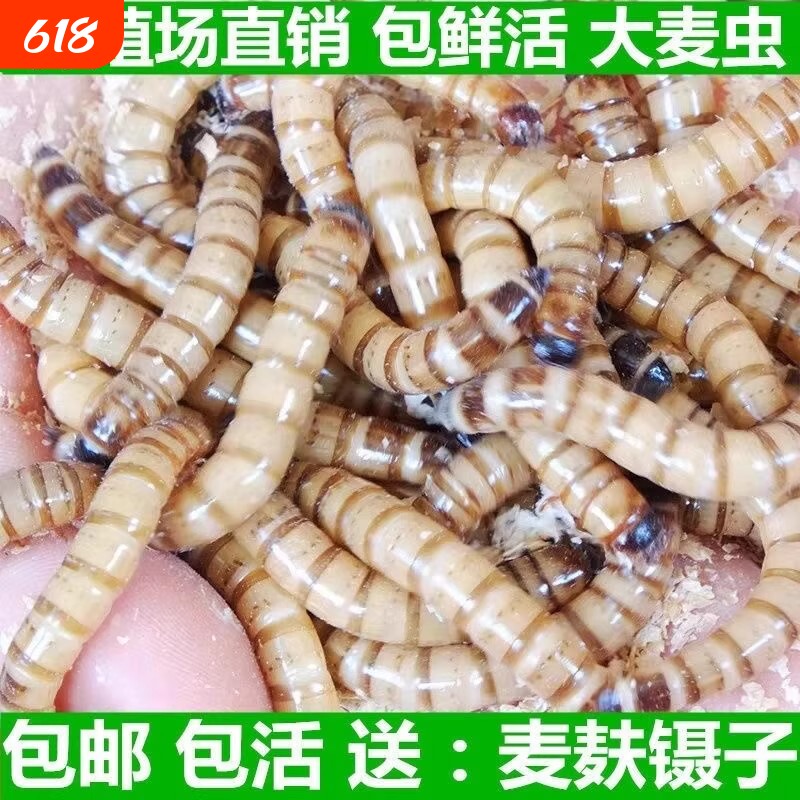 鲜活大麦虫蛋白虫面包虫黄粉虫金龙鱼八哥鸟食活体虫子钓鱼批发