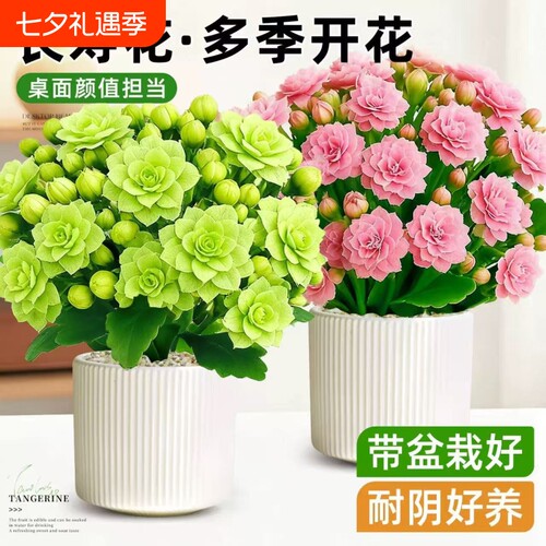 长寿花盆栽花苗带花苞重瓣大花金狐狸室内多年生好养的花卉绿植