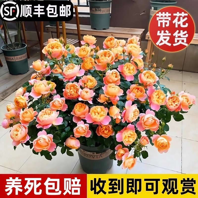 果汁阳台月季盆栽花苗特大四季花卉植物红玫瑰花树带花苞室内阳台,鲜花速递/花卉仿真/绿植园艺,时令草本花卉,淘宝优惠券,粉丝福利购,淘宝优惠卷