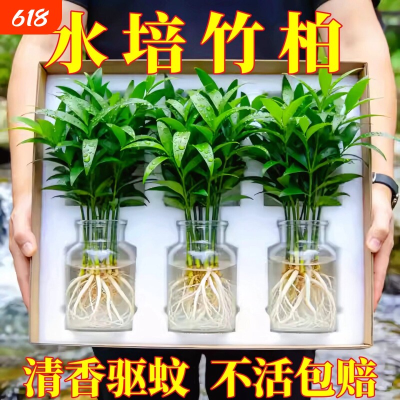 水培竹柏驱蚊植物绿植室内盆栽水养竹子大棵老桩办公桌面四季好养