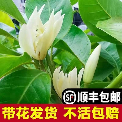 白兰花盆栽树苗室内庭院四季开花