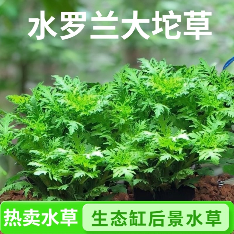 水罗兰坨草鱼缸造景阴性淡水增氧净水新手懒人水草植物生态水质