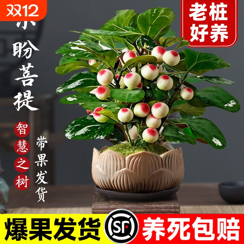 小盼菩提盆栽30天养死全额退款