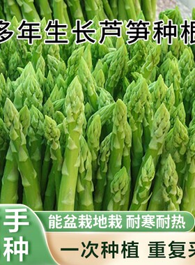 芦笋种根苗庭院阳台耐寒耐热花卉