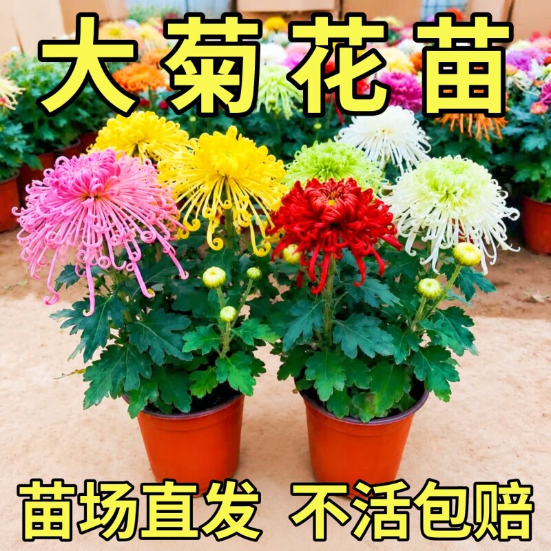 菊花盆栽四季带花苞秋菊大花苗耐寒室内外庭院种植花卉九月菊图片