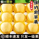 包邮 正宗维纳斯黄金苹果山东烟台新鲜当季 水果奶油金帅冰糖心顺丰