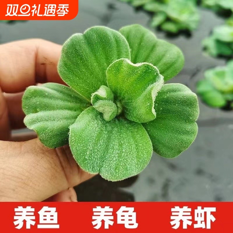 浮萍水草古法养鱼鱼缸净水植物龟缸躲避水培水芙蓉漂浮造景增氧